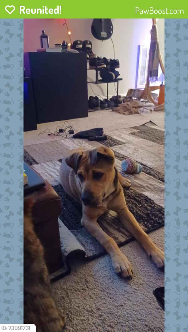 Reunited Female Dog last seen Claremont Court, Vass, nc, Vass, NC 28394