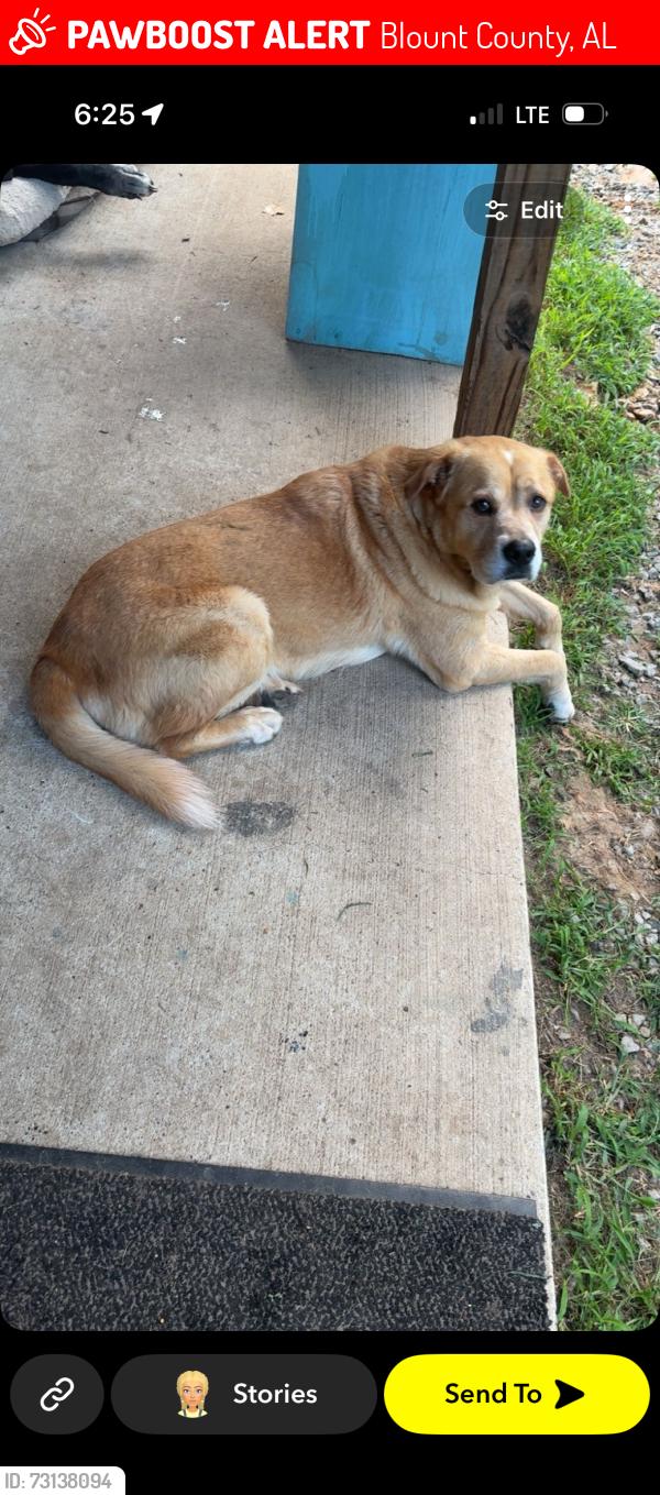 Lost Male Dog last seen Fowler Springs Road, Blount County, AL 35049