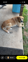 Lost Male Dog last seen Fowler Springs Road, Blount County, AL 35049