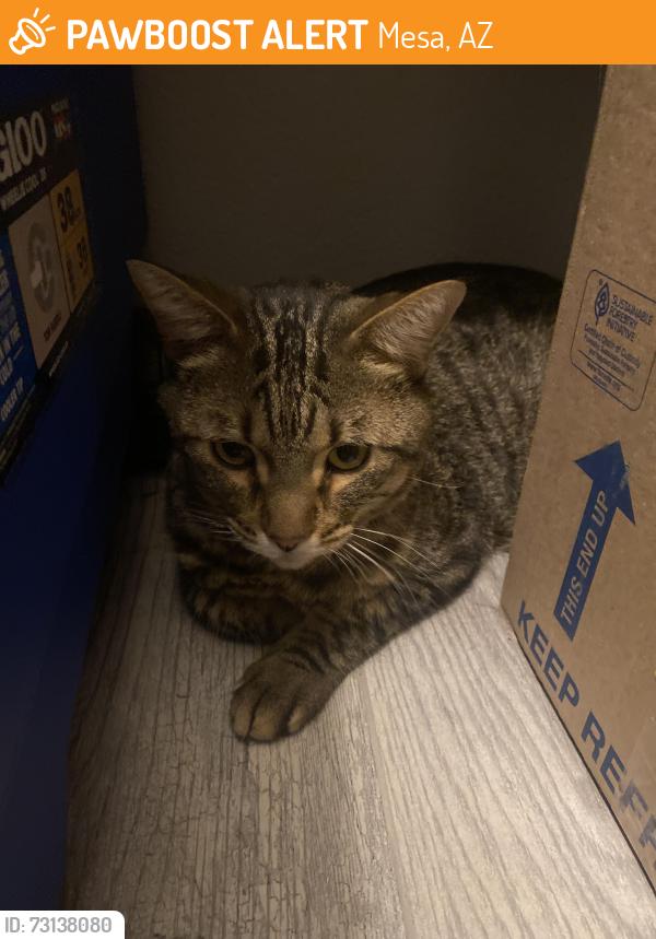 Found/Stray Male Cat last seen S Dobson Rd. Mesa, Arizona, Mesa, AZ 85202