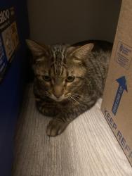 Found/Stray Male Cat last seen S Dobson Rd. Mesa, Arizona, Mesa, AZ 85202