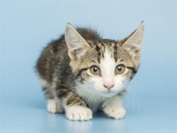 Shelter Stray Female Cat last seen E MELODY LN AND N CORRINER DR, 5501 E Van Buren St, Phoenix, AZ 85008, USA