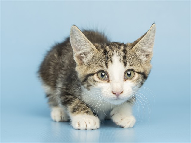 Shelter Stray Female Cat last seen E MELODY LN AND N CORRINER DR, 5501 E Van Buren St, Phoenix, AZ 85008, USA