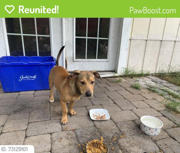 Reunited Male Dog last seen Tiger Hole at church, Jacksonville, FL 32216