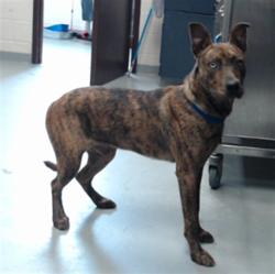 Shelter Stray Male Dog last seen Near BLOCK, 4704 Corporation Dr, Fayetteville, NC 28306, USA