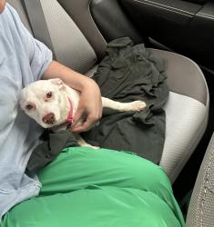 Found/Stray Unknown Dog last seen Cedar Hill Park, Nashville, TN 37115