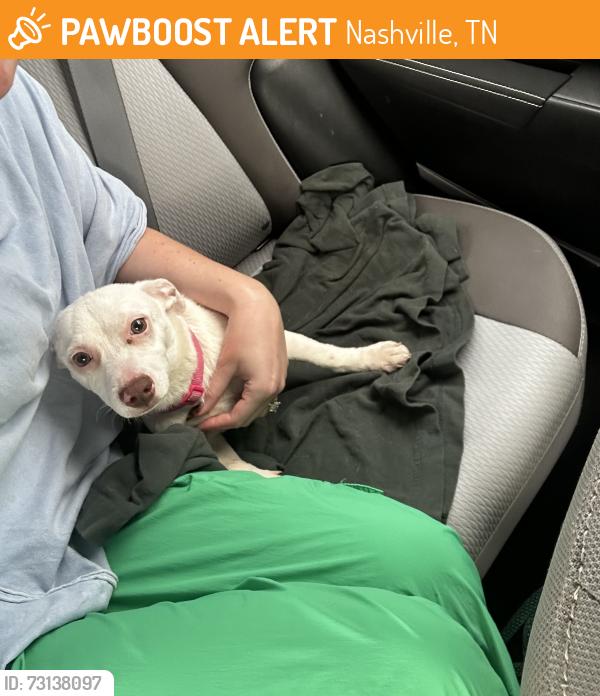 Found/Stray Unknown Dog last seen Cedar Hill Park, Nashville, TN 37115