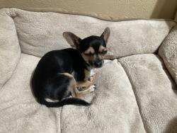 Found/Stray Male Dog last seen Sara Rd. And Margie, Rio Rancho, NM 87124
