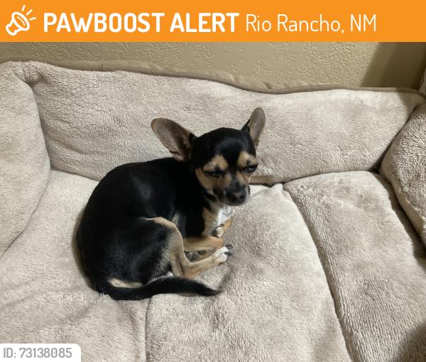 Found/Stray Male Dog last seen Sara Rd. And Margie, Rio Rancho, NM 87124
