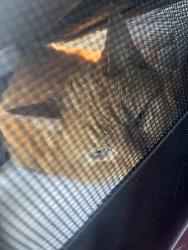 Reunited Male Cat last seen Jack and Tranquila vista, Cypress, TX 77433