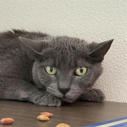 Shelter Stray Female Cat last seen Near BLOCK DUNEDIN CT, LAS VEGAS NV 89110, 655 N Mojave Rd, Las Vegas, NV 89101, USA