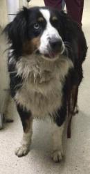 Shelter Stray Female Dog last seen Near BLOCK TWINING ST, JURUPA VALLEY, CA, 6851 Van Buren Boulevard, Jurupa Valley, CA 92509, USA