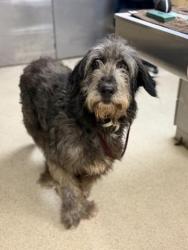 Shelter Stray Male Dog last seen Near BLOCK GRAMERCY PL, RIVERSIDE CA 92505, 6851 Van Buren Boulevard, Jurupa Valley, CA 92509, USA