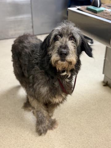 Shelter Stray Male Dog last seen Near BLOCK GRAMERCY PL, RIVERSIDE CA 92505, 6851 Van Buren Boulevard, Jurupa Valley, CA 92509, USA
