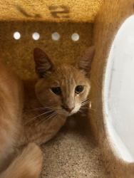 Shelter Stray Male Cat last seen BAIN ST/ LIMONITE AVE, 6851 Van Buren Boulevard, Jurupa Valley, CA 92509, USA