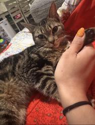 Lost Male Cat last seen Oregon Ave, Philadelphia, PA 19148