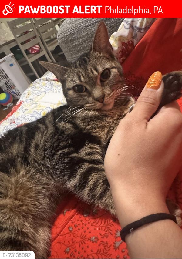 Lost Male Cat last seen Oregon Ave, Philadelphia, PA 19148