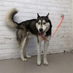 Shelter Stray Male Dog last seen , 333 Chandler Pl, San Bernardino, CA 92408, USA