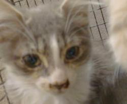 Shelter Stray Female Cat last seen SPARKS WAY/MIRA DEL RIO DR,95827, 3839 Bradshaw Rd, Sacramento, CA 95827, USA