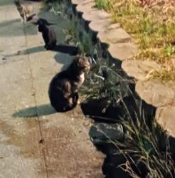 Found/Stray Unknown Cat last seen Groom and Moyers, Richmond, CA 94806
