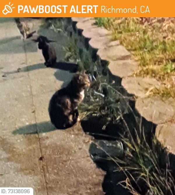 Found/Stray Unknown Cat last seen Groom and Moyers, Richmond, CA 94806