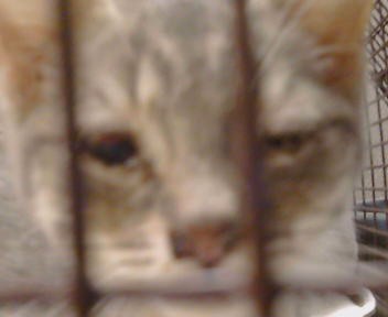 Shelter Stray Female Cat last seen SPARKS WAY/MIRA DEL RIO DR,95827, 3839 Bradshaw Rd, Sacramento, CA 95827, USA