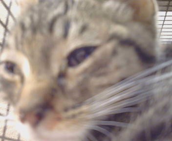 Shelter Stray Male Cat last seen SPARKS WAY/MIRA DEL RIO DR,95827, 3839 Bradshaw Rd, Sacramento, CA 95827, USA