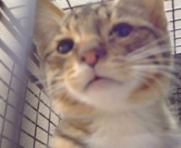 Shelter Stray Male Cat last seen SPARKS WAY/MIRA DEL RIO DR,95827, 3839 Bradshaw Rd, Sacramento, CA 95827, USA