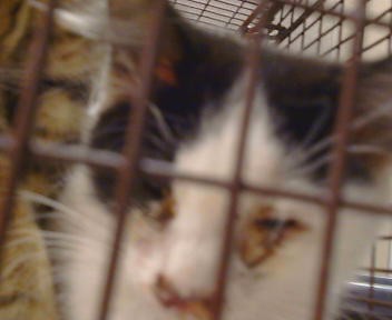 Shelter Stray Female Cat last seen SPARKS WAY/MIRA DEL RIO DR,95827, 3839 Bradshaw Rd, Sacramento, CA 95827, USA
