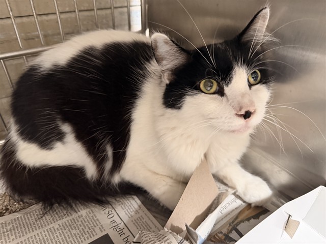 Shelter Stray Male Cat last seen , 4275 Elton St, Baldwin Park, CA 91706, USA