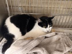 Shelter Stray Female Cat last seen , 4275 Elton St, Baldwin Park, CA 91706, USA