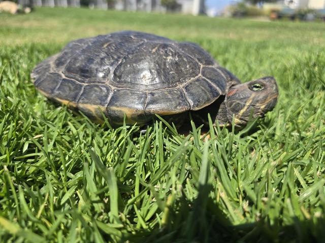 Shelter Stray Female Other last seen , 600 Aviation Dr, Camarillo, CA 93010, USA