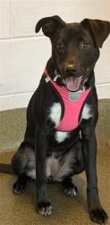 Shelter Stray Female Dog last seen 103RD, 2020 Forest St, Jacksonville, FL 32204, USA