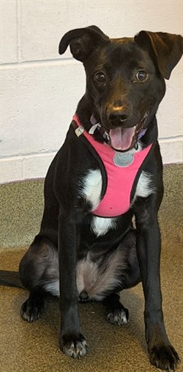 Shelter Stray Female Dog last seen 103RD, 2020 Forest St, Jacksonville, FL 32204, USA