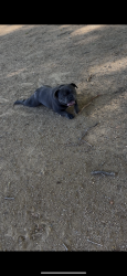 Lost Male Dog last seen Near Ravenhill Drive Pomona Ca 91766, Pomona, CA 91766