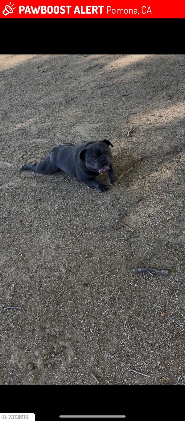 Lost Male Dog last seen Near Ravenhill Drive Pomona Ca 91766, Pomona, CA 91766