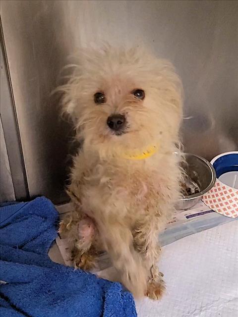 Shelter Stray Female Dog last seen , 1850 W 60th St, Los Angeles, CA 90047, USA