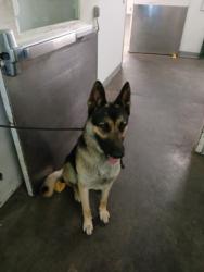 Shelter Stray Male Dog last seen , 1850 W 60th St, Los Angeles, CA 90047, USA