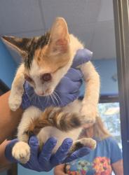 Shelter Stray Unknown Cat last seen NILES/KERN ST BAKERSFIELD, 201 S Mt Vernon Ave, Bakersfield, CA 93307, USA