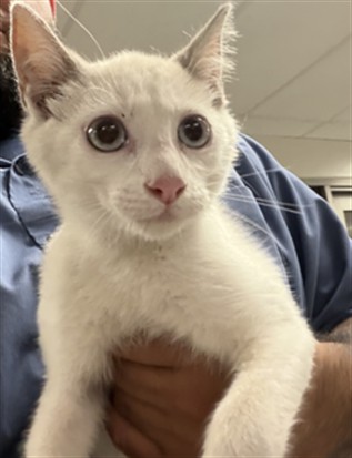 Shelter Stray Female Cat last seen , 14409 Vanowen St, Van Nuys, CA 91405, USA
