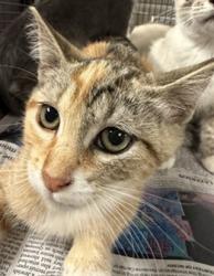Shelter Stray Female Cat last seen , 14409 Vanowen St, Van Nuys, CA 91405, USA