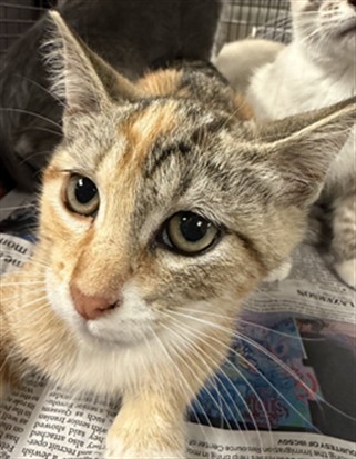 Shelter Stray Female Cat last seen , 14409 Vanowen St, Van Nuys, CA 91405, USA