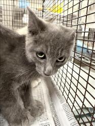 Shelter Stray Male Cat last seen , 14409 Vanowen St, Van Nuys, CA 91405, USA