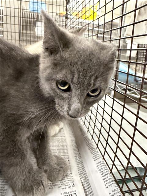 Shelter Stray Male Cat last seen , 14409 Vanowen St, Van Nuys, CA 91405, USA