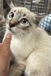 Shelter Stray Female Cat last seen , 14409 Vanowen St, Van Nuys, CA 91405, USA