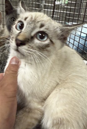 Shelter Stray Female Cat last seen , 14409 Vanowen St, Van Nuys, CA 91405, USA