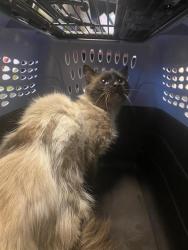 Shelter Stray Male Cat last seen Near BLOCK S MAPLE WAY, 4522 W 3500 S, West Valley City, UT 84120, USA