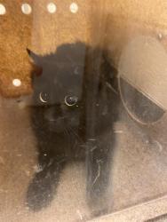 Shelter Stray Unknown Cat last seen Near BLOCK W DEERMEADOW CIR, 4522 W 3500 S, West Valley City, UT 84120, USA