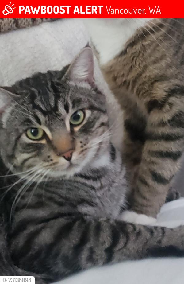Lost Male Cat last seen Near st ne 132 court Orchard Washington, Vancouver, WA 98682