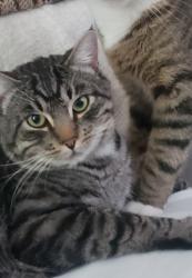 Lost Male Cat last seen Near st ne 132 court Orchard Washington, Vancouver, WA 98682
